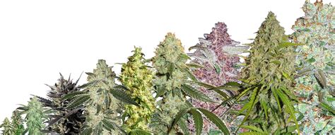 Top 10 Autoflower Cannabis Strains For 2021 Growdiaries
