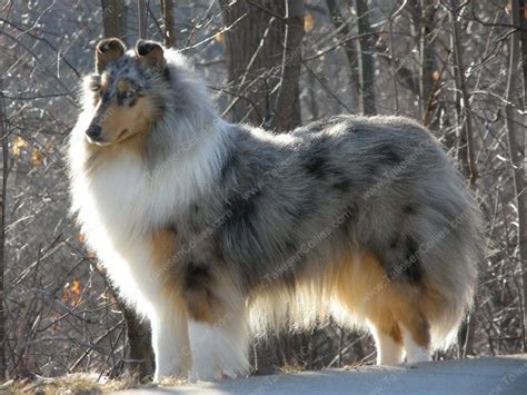 Merle in dogs & puppies for sale. Where do the "Blue Merle Pembrokes" come From? - Blue ...