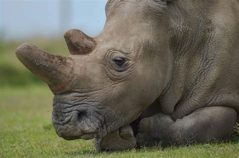 Northern White Rhinos Facing Extinction Ncpr News