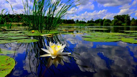 Beautiful Flowers Pictures Water Lilies Flower Pictures