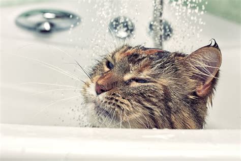 Wet Cat In The Bath Stock Photo Image Of Cleaning Water 84482064
