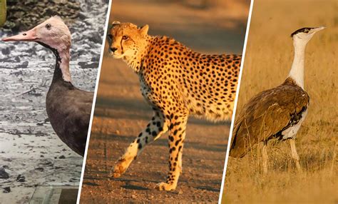 These Three Animal Species Have Been Declared Extinct In India Science