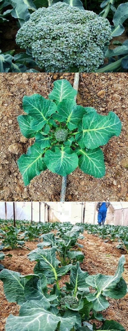 How To Grow Broccoli Growing Broccoli In Your Garden How Grow
