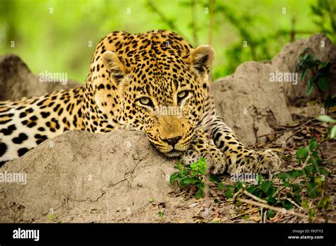 Profile Of A Relaxed Leopard Stock Photo Alamy