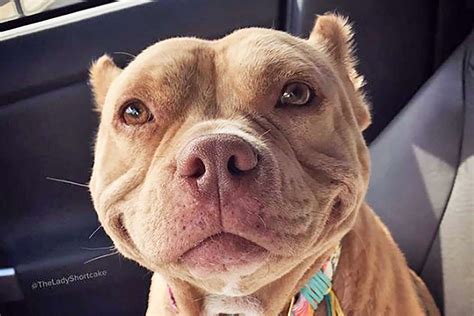 Grinning Pit Bull Named Lady Shortcake Gains Following After Adoption