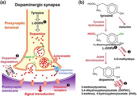 Dopaminergic Synapse And Dopamine Metabolism Ab In The Presynaptic