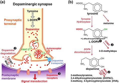 dopaminergic synapse and dopamine metabolism a b in the presynaptic download scientific