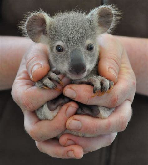 Top 25 Zooborns Of All Time Cute By The Numbers Zooborns