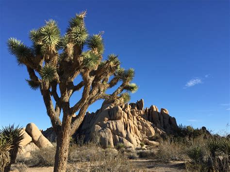 How To Visit Joshua Tree National Park In One Day Wanderer Writes