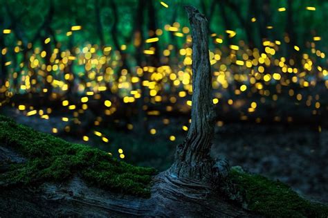 Synchronous Fireflies Of The Great Smoky Mountains National Park