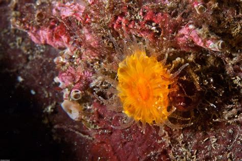 Orange Cup Coral Balanophyllia Elegans Biodiversity Of