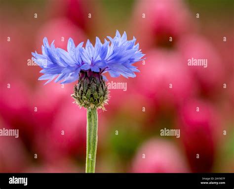 Cornflower Colours Hi Res Stock Photography And Images Alamy