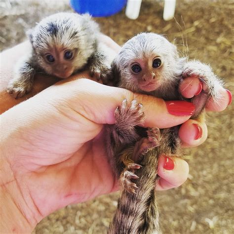 Marmoset Monkeys Care Guide Pet Facts And Realistic Expectations