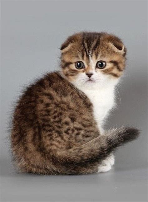 Scottish Fold Kittens 22 Photo Funny Cat