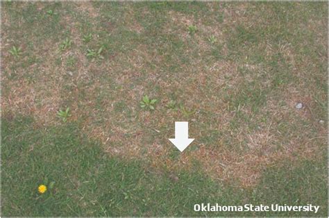 Large Patch Zoysia Patch Of Warm Season Turfgrasses Oklahoma State