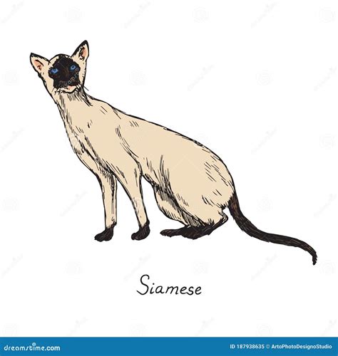 Siamese Cat Breeds Illustration With Inscription Hand Drawn Colorful