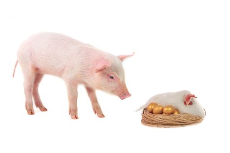 Schwein Und Hen Stockfoto Und Mehr Bilder Von 2015 Istock
