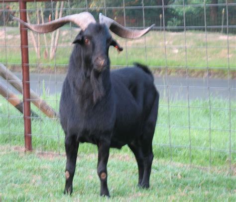 Meat Goat Farming Info Guide In India Agri Farming