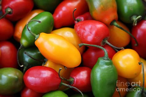 Rocoto Chili Peppers Photograph By James Brunker Pixels
