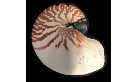 Three New Nautilus Species Described From The Coral Sea And South Pacific