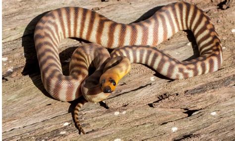 Woma Python Animal Facts A Ramsayi A Z Animals