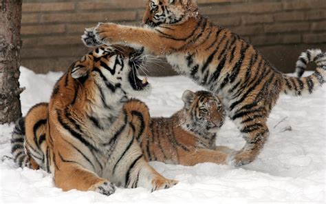Tigers Cubs Babies Snow Winter Magazine Hd Desktop Wallpaper