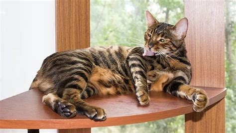 Tiger Cats Is There A Domestic Tiger Cat Breed CatTime