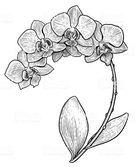 Flower Drawing Tutorials Flower Line Drawings Flower Sketches Color