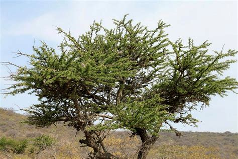 Acacia Tree For Sale Online