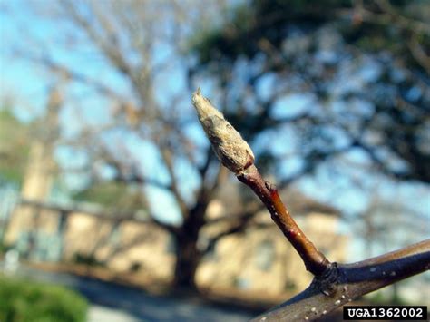 Do any of you have any experience turning a bradford pear into a useful tree? Callery pear (Bradford pear), Pyrus calleryana (Rosales ...