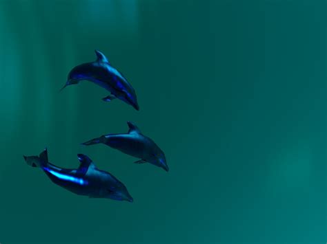 ~♥ Dolphins ♥ ~ Dolphins Wallpaper 10345689 Fanpop