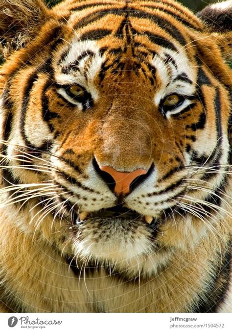 Siberian Tiger Nature A Royalty Free Stock Photo From Photocase