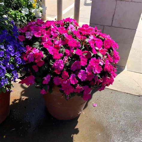 New Guinea Impatiens How To Plant Care For And Grow
