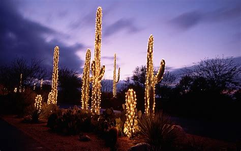 Saguaro Cacti Decorated With Christmas Lights Sonoran Desert Tucson