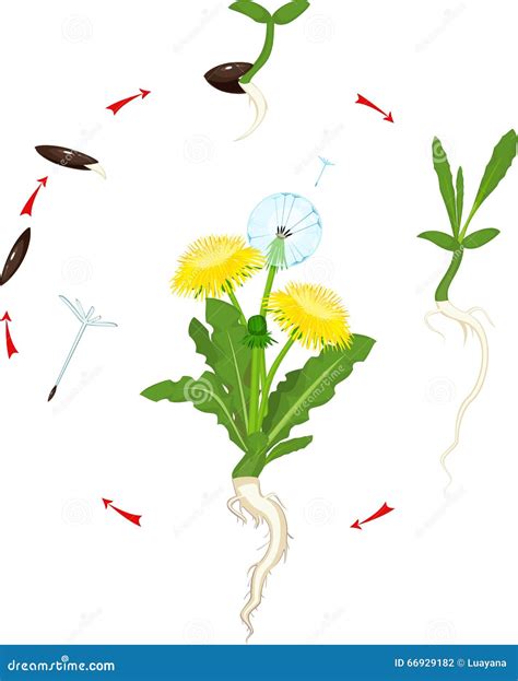 Life Cycle Of Dandelion Stock Vector Illustration Of Germination