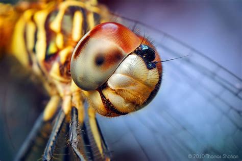 Macro Photos Reveal The Mystical World Of Insects Macros Bugs Macro