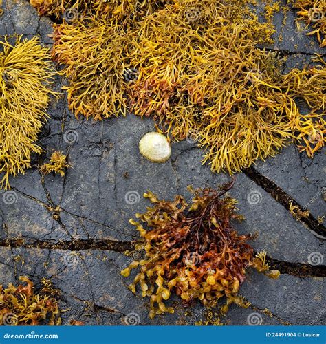 Coloured Seaweed On Rocks Stock Photo Image Of Shoreline 24491904