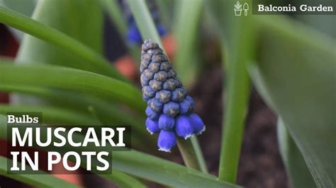 How To Plant Muscarigrape Hyacinth Bulbs In Pots Youtube