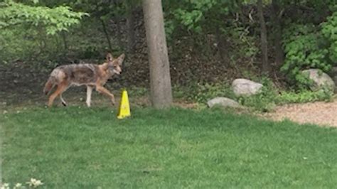 Video Woman Attacked By Coyote While Protecting Dog Abc News