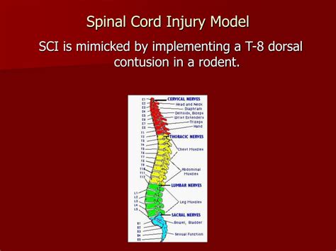 Ppt Effects Of Spinal Cord Injury On Motoneuron Morphology Powerpoint