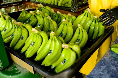 Climate change will negatively impact banana crop yields
