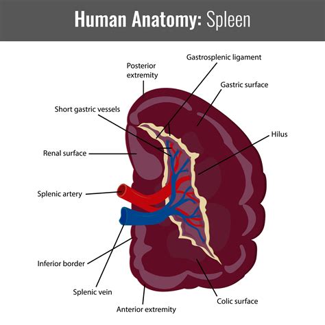 Diagrammatic Structure Of Spleen