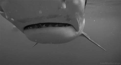 Terrifyingly Shark Gifs Others