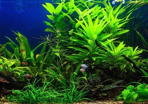 11 Best And Easiest Freshwater Aquarium Plants For Beginners 2021