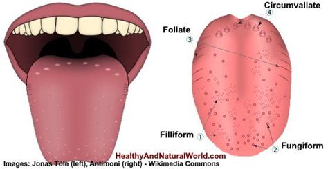 This Is Why You Have Swollen Lie Bumps On Your Tongue Lie Bumps On