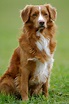 40 Medium-Sized Dog Breeds That Are the Perfect First Pet for Any ...