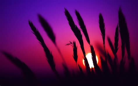 Silhouette Of Wheat Sunset Spikelets Nature Silhouette Hd Wallpaper