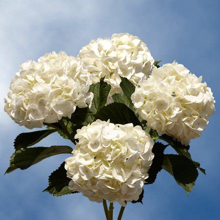 We did not find results for: GlobalRose 20 Fresh Cut White Hydrangeas - Fresh Flowers ...