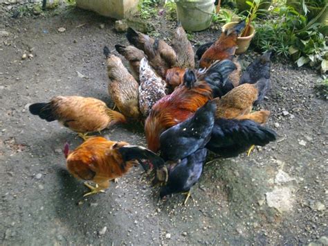 Namun karena satu dan lain hal, banyak orang menjadi lalai saat memelihara ayam kampung tersebut. 16 Cara Ternak Ayam Kampung Potong Pedaging