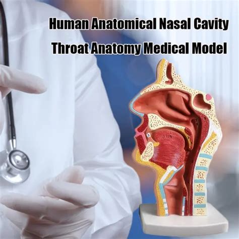 Normal Human Nasal Mouth Cavity Throat Model Anatomical T1h Model